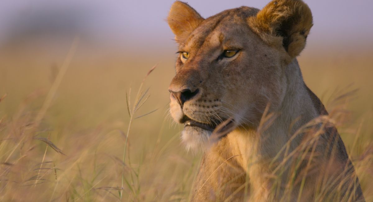 'Our Planet II' premieres June 14th on Netflix.