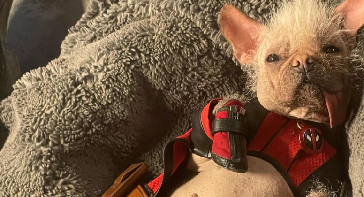 Dogpool in 'Deadpool 3.'